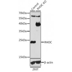 Rho-Related GTP-Binding Protein RhoC (RHOC) Antibody