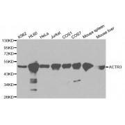 Western blot analysis of extracts of various cell lines, using ACTR3 antibody (abx000987) at 1/1000 dilution.