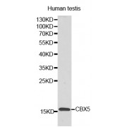 Western blot analysis of extracts of human testis, using LYZL6 antibody (abx000990).