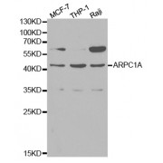 Western blot analysis of extracts of various cell lines, using ARPC1A antibody (abx000993) at 1/1000 dilution.