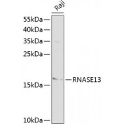 Western blot analysis of extracts of Raji cells, using RNASE13 antibody (abx000996) at 1/1000 dilution.