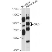 Western blot analysis of extracts of various cell lines, using CUL3 antibody (abx001001) at 1/1000 dilution.