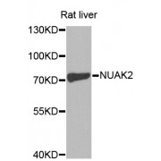 Western blot analysis of extracts of rat liver, using NUAK2 antibody (abx001002) at 1/1000 dilution.