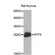 Western blot analysis of extracts of rat thymus, using NTF4 antibody (abx001004) at 1/1000 dilution.