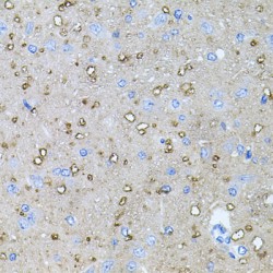 Neurotrophin 4 (NTF4) Antibody