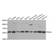 Western blot analysis of extracts of various cell lines, using PDIA3 antibody (abx001008) at 1/1000 dilution.