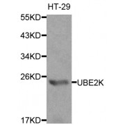 Western blot analysis of extracts of HT-29 cells, using UBE2K antibody (abx001009) at 1/1000 dilution.