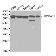 Western blot analysis of extracts of various cell lines, using HSP90AB1 antibody (abx001010) at 1/1000 dilution.