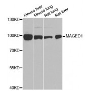 Western blot analysis of extracts of various cell lines, using MAGED1 antibody (abx001013) at 1/1000 dilution.