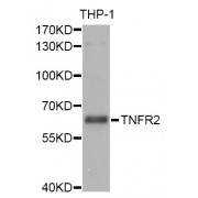 Western blot analysis of extracts of THP-1 cells, using TNFRSF1B antibody (abx001016) at 1/1000 dilution.