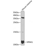 Western blot analysis of extracts of mouse intestine, using SPINK1 antibody (abx001017) at 1/1000 dilution.