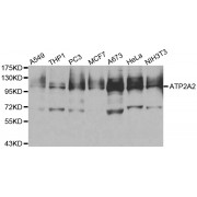 Western blot analysis of extracts of various cell lines, using ATP2A2 antibody (abx001018) at 1/500 dilution.
