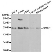 Western blot analysis of extracts of various cell lines, using SMAD1 antibody (abx001021) at 1/1000 dilution.