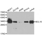 Western blot analysis of extracts of various cell lines, using BCL10 antibody (abx001024) at 1/1000 dilution.