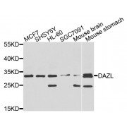 Western blot analysis of extracts of various cell lines, using DAZL antibody (abx001030) at 1/1000 dilution.