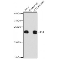 Interleukin 18 (IL18) Antibody