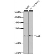 Western blot analysis of extracts of various cell lines, using IL18 antibody (abx001031) at 1/1000 dilution.