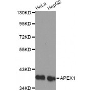 Western blot analysis of extracts of various cell lines, using APEX1 antibody (abx001032).