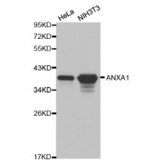 Western blot analysis of extracts of various cell lines, using ANXA1 antibody (abx001033).