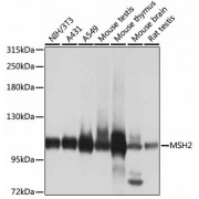 Western blot analysis of extracts of various cell lines, using MSH2 antibody (abx001036) at a dilution of 1/1000.
