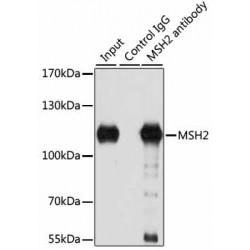 DNA Mismatch Repair Protein Msh2 (MSH2) Antibody