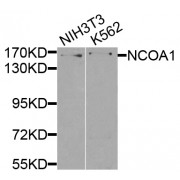 Western blot analysis of extracts of various cell lines, using NCOA1 antibody (abx001042) at 1/500 dilution.