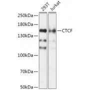 Western blot analysis of extracts of various cell lines, using CTCF antibody (abx001047) at 1/1000 dilution.
