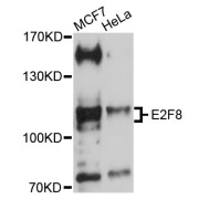 Western blot analysis of extracts of various cell lines, using E2F8 antibody (abx001049) at 1/1000 dilution.