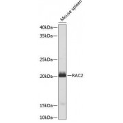 Western blot analysis of extracts of Mouse spleen, using RAC2 antibody (abx001053) at 1/1000 dilution.