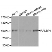 Western blot analysis of extracts of various cell lines, using RALBP1 antibody (abx001054) at 1/500 dilution.