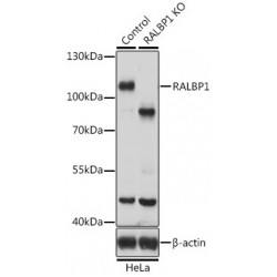 RalA-Binding Protein 1 (RALBP1) Antibody