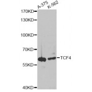 Western blot analysis of extracts of various cell lines, using TCF4 antibody (abx001055) at 1/1000 dilution.