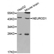 Western blot analysis of extracts of various cell lines, using NEUROD1 antibody (abx001061) at 1/1000 dilution.