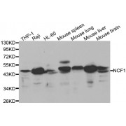 Western blot analysis of extracts of various cell lines, using NCF1 antibody (abx001062) at 1/1000 dilution.