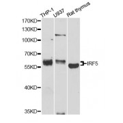 Western blot analysis of extracts of various cell lines, using IRF5 antibody (abx001063) at 1/1000 dilution.