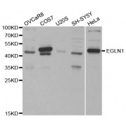 Western blot analysis of extracts of various cell lines, using EGLN1 antibody (abx001065) at 1/1000 dilution.