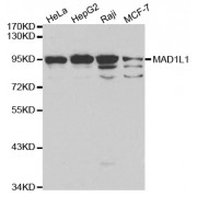 Western blot analysis of extracts of various cell lines, using MAD1L1 antibody (abx001067) at 1/1000 dilution.