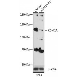 Lysine Demethylase 1A (KDM1A) Antibody