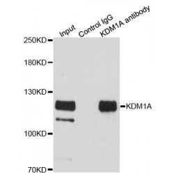 Lysine Demethylase 1A (KDM1A) Antibody