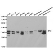 Western blot analysis of extracts of various cell lines, using TPM1 antibody (abx001071) at 1/1000 dilution.