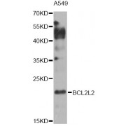 Western blot analysis of extracts of A549 cells, using BCL2L2 Antibody (abx001072) at 1/1000 dilution.