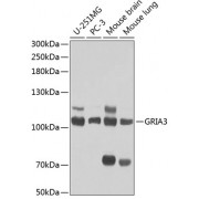 Western blot analysis of extracts of various cell lines, using GRIA3 antibody (abx001073) at 1/1000 dilution.