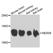 Western blot analysis of extracts of various cell lines, using NEDD8 antibody (abx001077) at 1/1000 dilution.