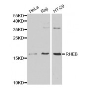 Western blot analysis of extracts of various cell lines, using RHEB antibody (abx001079) at 1/1000 dilution.