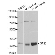 Western blot analysis of extracts of various cell lines, using GAS2 antibody (abx001082) at 1/1000 dilution.
