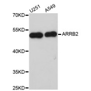 Western blot analysis of extracts of various cell lines, using ARRB2 antibody (abx001085) at 1/1000 dilution.