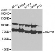 Western blot analysis of extracts of various cell lines, using CAPN1 antibody (abx001086) at 1/1000 dilution.