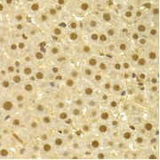 Immunohistochemistry of paraffin-embedded rat liver using CDC25A antibody (abx001087) at dilution of 1/100 (40x lens).