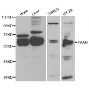 Western blot analysis of extracts of various cell lines, using FAAH antibody (abx001088) at 1/1000 dilution.