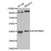 Western blot analysis of extracts of various cell lines, using SERPINB5 antibody (abx001093) at 1/1000 dilution.